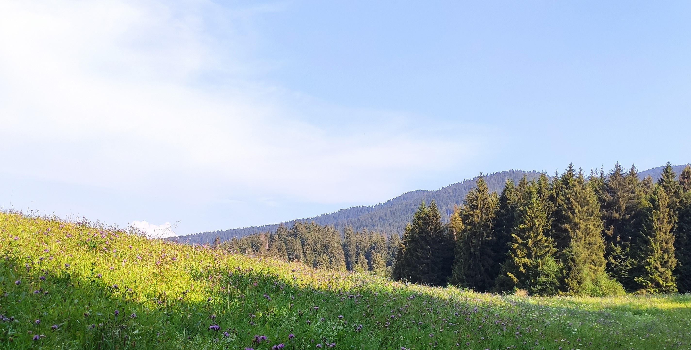 Bando di finanziamento - Misure forestali